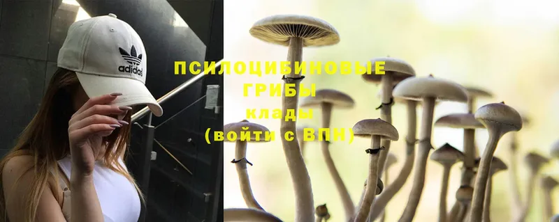 Псилоцибиновые грибы Magic Shrooms  Никольское 